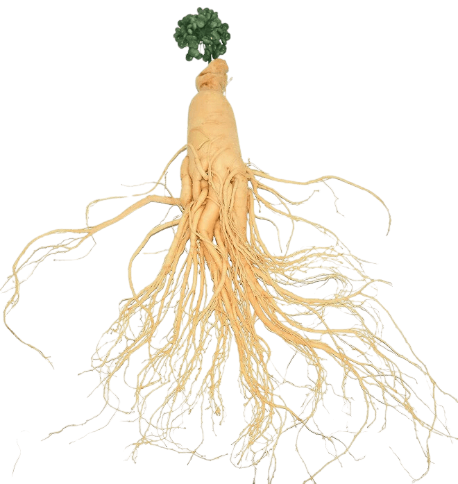 Ginseng Root